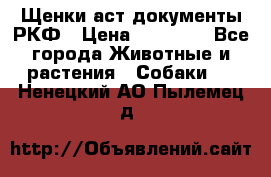 Щенки аст документы РКФ › Цена ­ 15 000 - Все города Животные и растения » Собаки   . Ненецкий АО,Пылемец д.